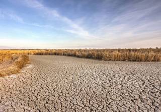 В Казахстане может повториться засуха с массовым падежом скота и неурожаем