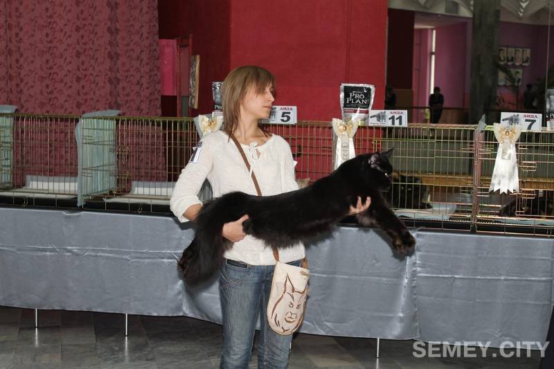 Черный кот в Семипалатинске (г. Семей)