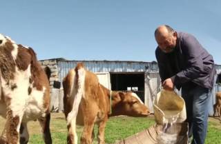 Фермеры грозятся вырезать весь скот из-за цен на молоко