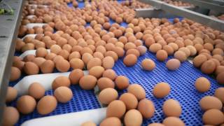 Золотые яйца: готов ли Казахстан к продовольственным проблемам?