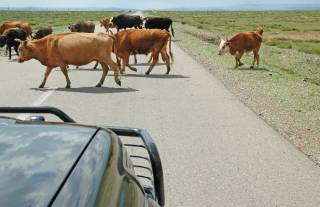На заседании областного маслихата рассмотрены и утверждены правила выпаса скота
