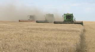 Фермеры на грани разорения из-за обвала цен на зерно