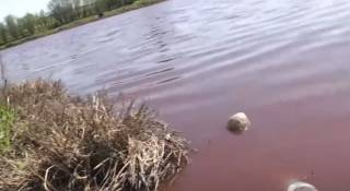 Воду с кровью со скотобоен сливают на поля в Туркестанской области