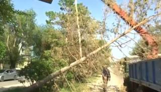 В Конаеве погибают деревья