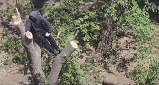 Варварская обрезка деревьев возмутила жителей Темиртау