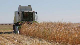 В Абайской области убрано 143,8 тысяч га зерновых культур