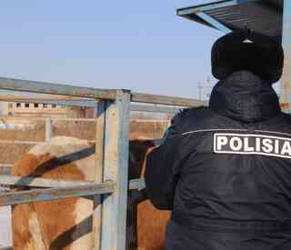 В области задержали мужчину, укравшего трёх лошадей