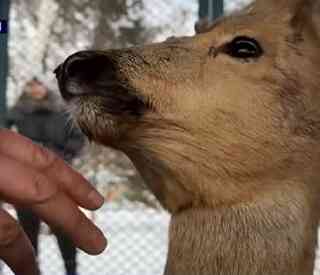 На окраине Семея нашли косулю с ошейником