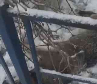 Пьяный работник отлова стрелял в чипированных собак в одном из дворов в Семее