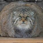 Сергей Карпов