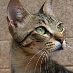 Анатолий Абиссинцев