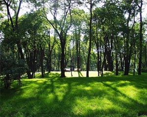 Зеленый парк