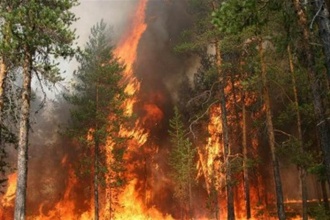 Пожар в лесу