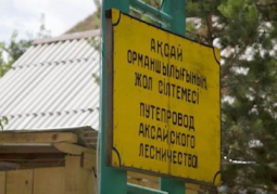 МВД РК обратилось за помощью к гражаданам в расследовании массового убийства в Аксайском лесничестве