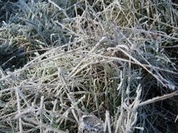 Заморозки