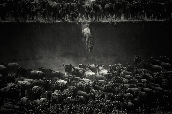 Лучшие снимки 2014 года от National Geographic