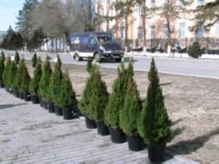 Канадские ели