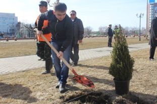 Посадка деревьев у акимата Семея