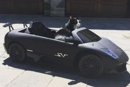 Кот на Lamborghini