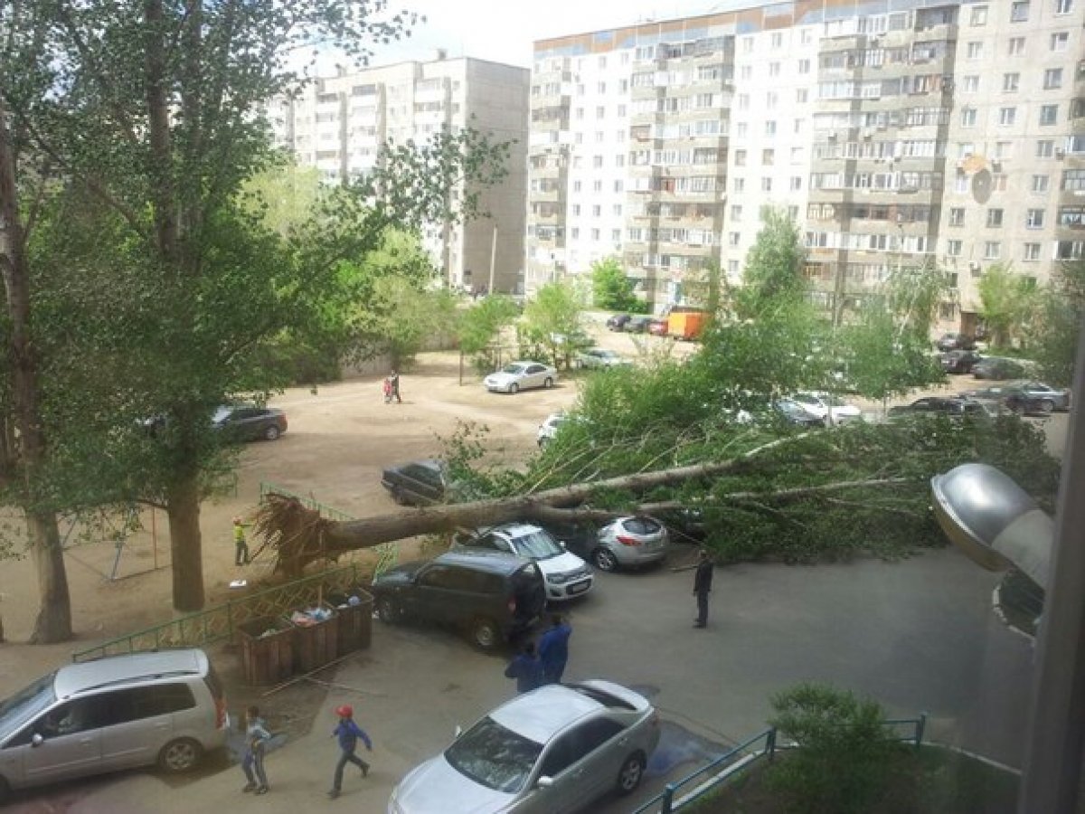 Тополь рухнул на авто