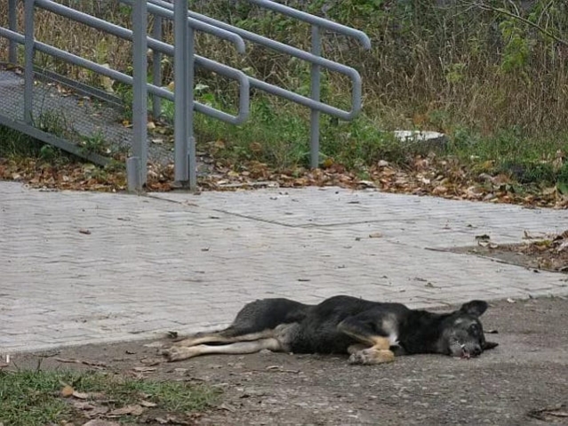 Собака