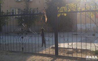 Кролик