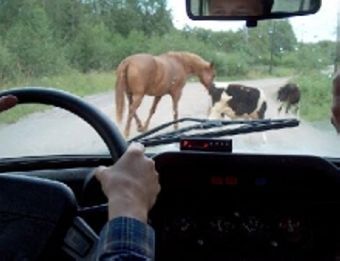 Автомобиль сбил лошадь