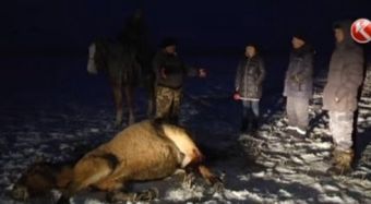 Расстреляли лошадей