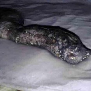 Неизвестное существо в Костанае