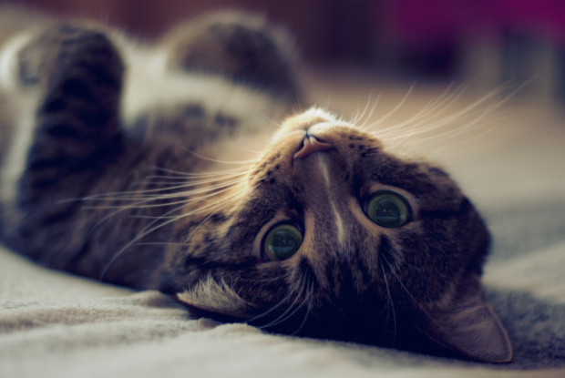 Кошка