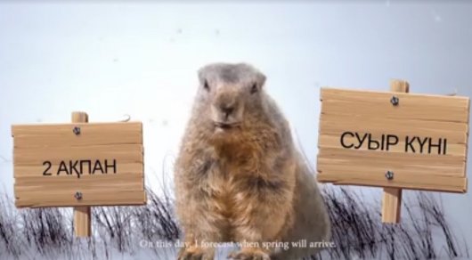 Сурок