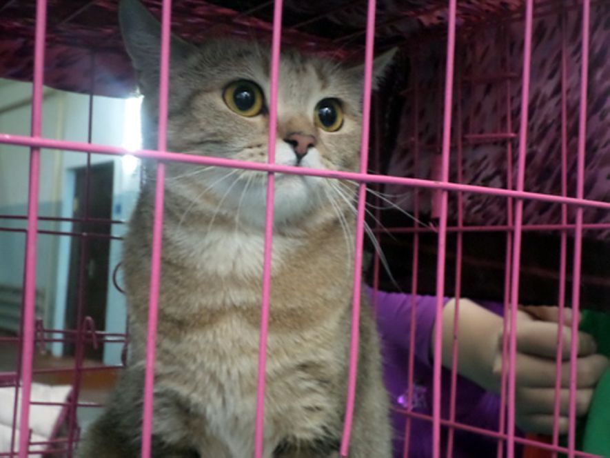 Кошки