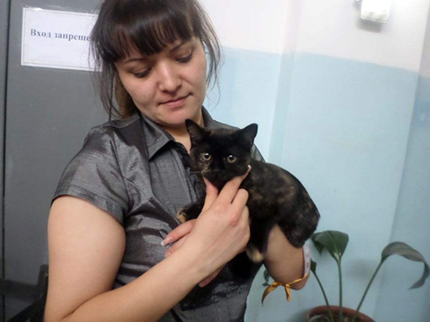 Кошки