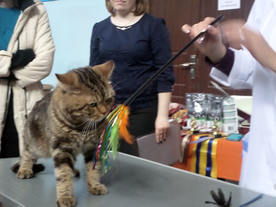 Кошки