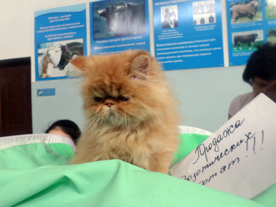 Кошки
