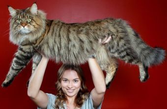 Кошки