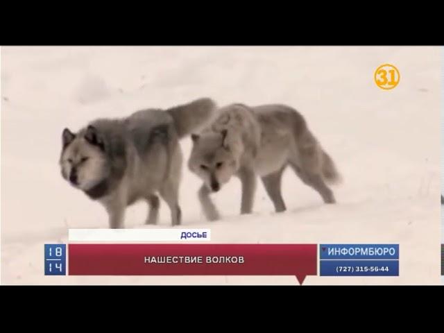 В ВКО поймали полутораметрового волка