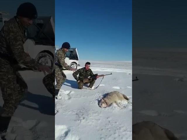 В Казахстане подстреленный волк набросился на человека В Казахстане подстреленный волк набросился на человека