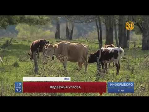 Жители ВКО страдают от нашествия медведей Жители ВКО страдают от нашествия медведей