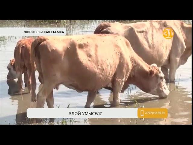 Вероятная причина падежа скота в Актюбинской области – намеренное отравление