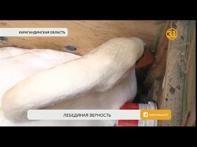 В Караганды развернулась целая кампания по спасению раненого лебедя