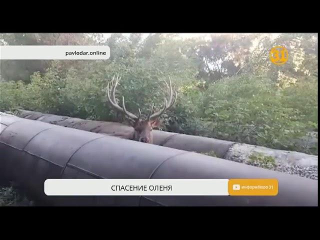 В Павлодаре спасли оленя, застрявшего на теплотрассе