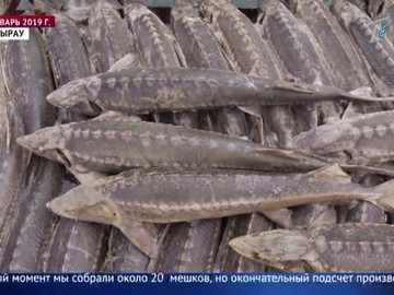 Из Урала волонтеры снова выловили более тонны погибшей рыбы!