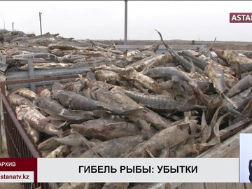 Более миллиарда тенге убытков понес завод после гибели рыбы  в Атырау