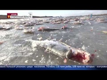 УБИЙСТВО ФАУНЫ: Атырауская ТЭЦ признала вину в массовой гибели рыбы в Урале