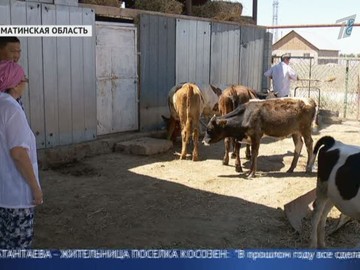 Массовый падеж скота произошел в Алматинской области