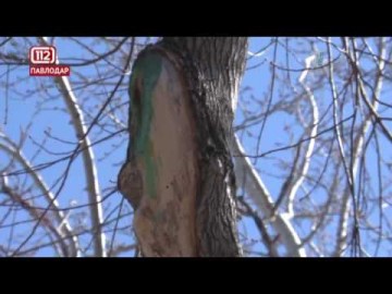 Топорный метод: неизвестные повредили деревья в Парке Победы Топорный метод: неизвестные повредили деревья в Парке Победы