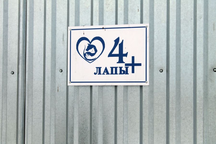приют для животных «4 лапы +»