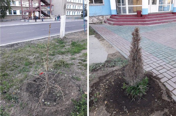 В центре Семея планируется вырубить большую часть деревьев