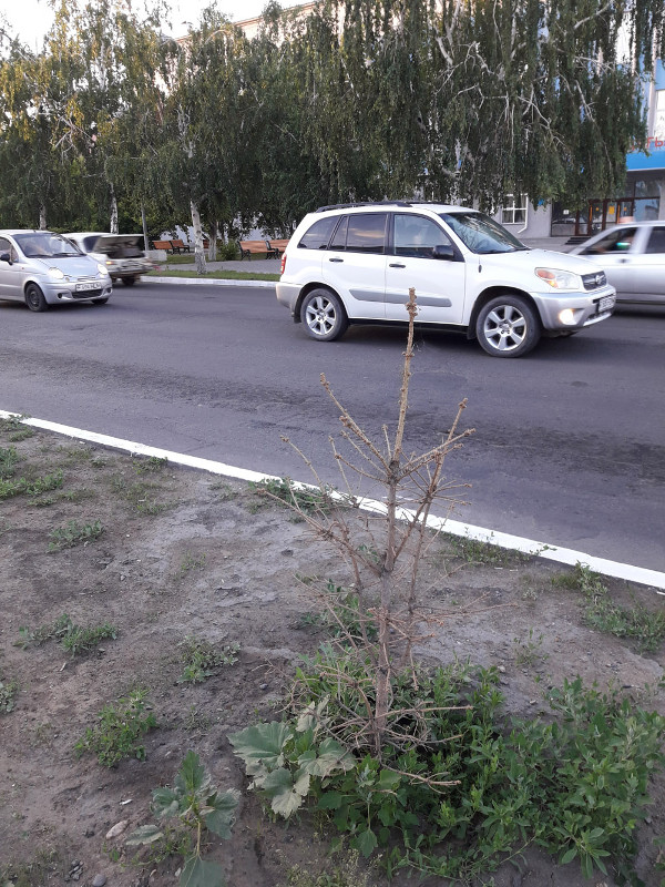 В центре Семея планируется вырубить большую часть деревьев